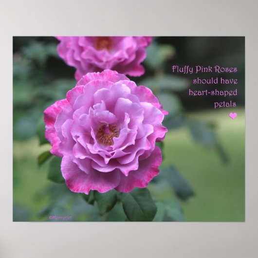 Fluffy Pink Roses Poster: ROSE & PROSE 20x16 Poster (Vorne)