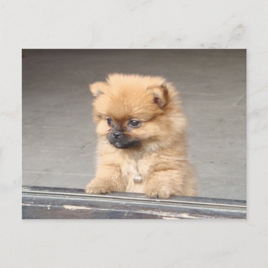 Fluffy Puppy Postkarte (Vorderseite)
