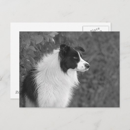 Fluffy Schwarz-weißer Hübscher Collie Dog Postkarte (Vorne/Hinten)
