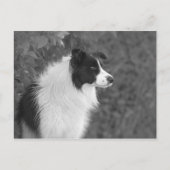 Fluffy Schwarz-weißer Hübscher Collie Dog Postkarte (Vorderseite)
