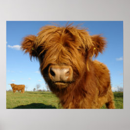 Fluffy Scottish Highland Cow - Blue Sky Poster