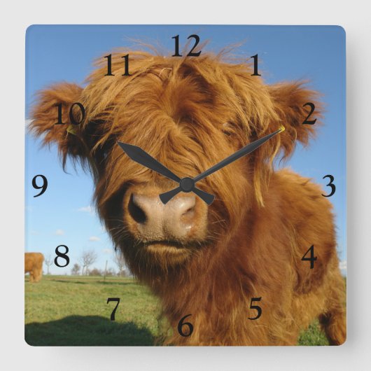 Fluffy Scottish Highland Cow - Blue Sky Quadratische Wanduhr (Vorderseite)