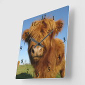 Fluffy Scottish Highland Cow - Blue Sky Quadratische Wanduhr (Winkel)