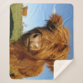 Fluffy Scottish Highland Cow - Blue Sky Sherpadecke (Vorderseite)