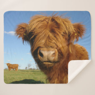 Fluffy Scottish Highland Cow - Blue Sky Sherpadecke