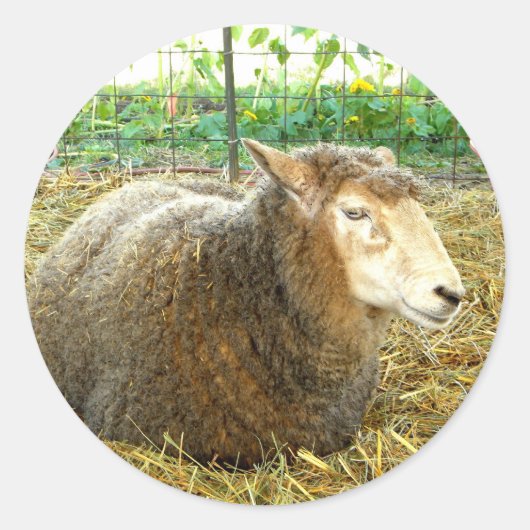 Fluffy Sheep Runder Aufkleber (Vorderseite)