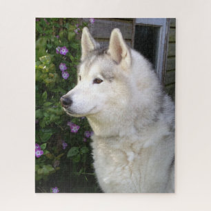 Fluffy Siberian Husky Puppy Dog Puzzle