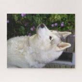 Fluffy Siberian Husky Puppy Dog Puzzle (Horizontal)