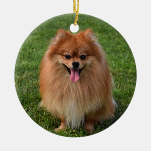 Fluffy Spitz Puppy Dog Keramik Ornament (Vorne)