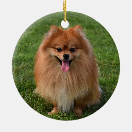Fluffy Spitz Puppy Dog Keramik Ornament (Hinten)