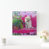 Fluffy Spitz Welpe auf der Rustic Garden Bench Quadratische Wanduhr (Zuhause)