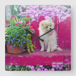 Fluffy Spitz Welpe auf der Rustic Garden Bench Quadratische Wanduhr