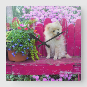 Fluffy Spitz Welpe auf der Rustic Garden Bench Quadratische Wanduhr