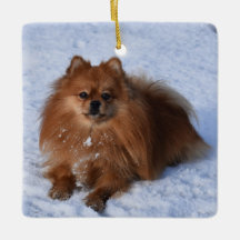 Fluffy Spitz Welpe Hund im Schnee