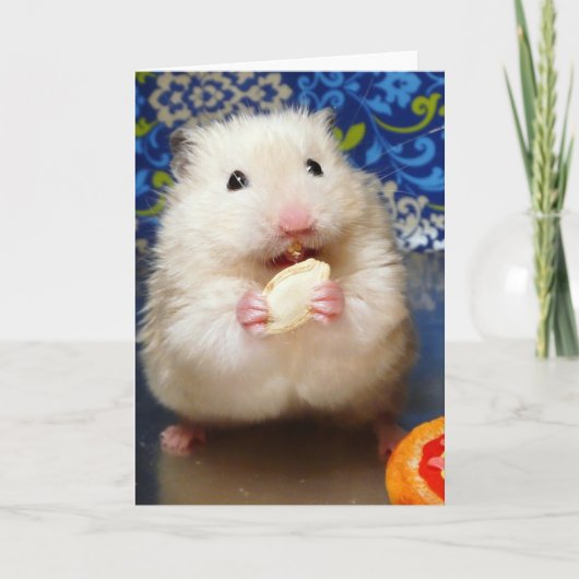 Fluffy Syrian Hamster Kokolinka Karte (Vorderseite)
