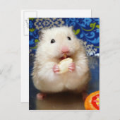 Fluffy Syrian Hamster Kokolinka Postkarte (Vorne/Hinten)