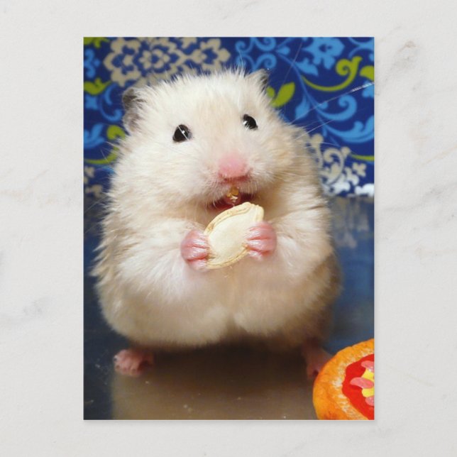 Fluffy Syrian Hamster Kokolinka Postkarte (Vorderseite)