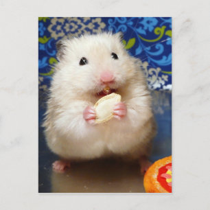 Fluffy Syrian Hamster Kokolinka Postkarte