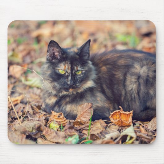 Fluffy Tortoiseshell Kitty im Herbst Mousepad (Vorne)