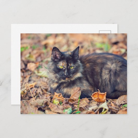 Fluffy Tortoiseshell Kitty im Herbst Postkarte (Vorne/Hinten)