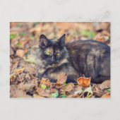 Fluffy Tortoiseshell Kitty im Herbst Postkarte (Vorderseite)