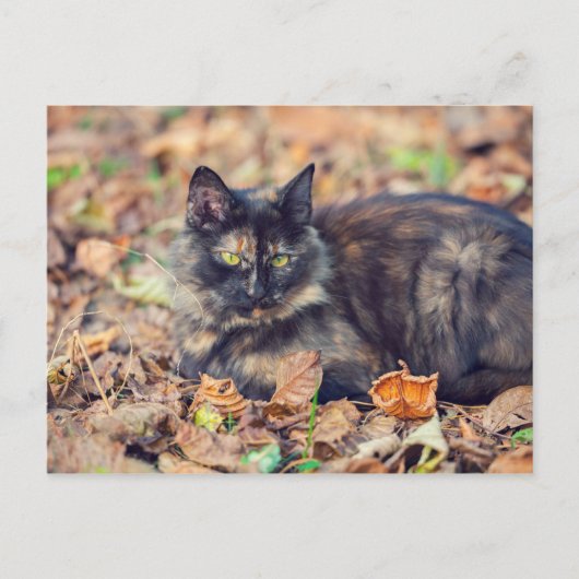 Fluffy Tortoiseshell Kitty im Herbst Postkarte (Vorderseite)