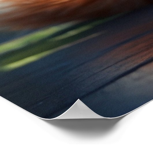 *~* Fluffy Turn Head Kitty Cat 5:4 Feline Kitten Poster (Ecke)