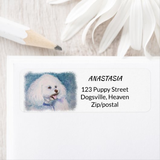 FLUFFY WHITE BICHON FRISE (Insitu)