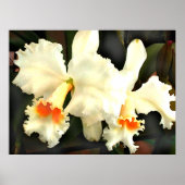 Fluffy White Cat...Tleyas Poster (Vorne)