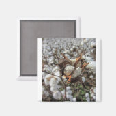 Fluffy White Cotton Bolls Magnet (Vorderseite/Rückseite)
