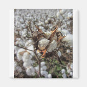 Fluffy White Cotton Bolls Magnet (Vorne)