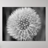 Fluffy White Dandelion Schwarz-weiß Print Poster (Vorne)