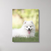 Fluffy White Keeshond Puppy Leinwanddruck (Vorderseite)