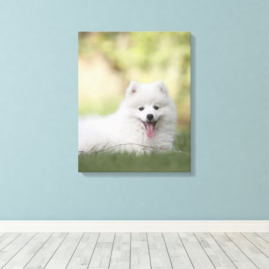 Fluffy White Keeshond Puppy Leinwanddruck (Insitu (Holzboden))