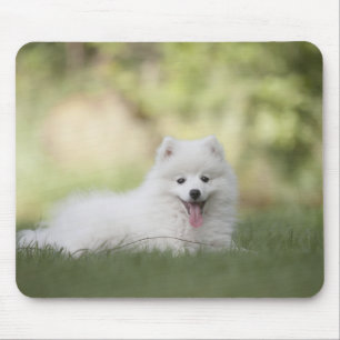 Fluffy White Keeshond Puppy Mousepad