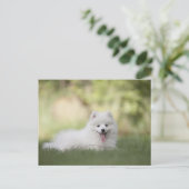 Fluffy White Keeshond Puppy Postkarte (Stehend Vorderseite)