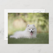 Fluffy White Keeshond Puppy Postkarte (Vorne/Hinten)