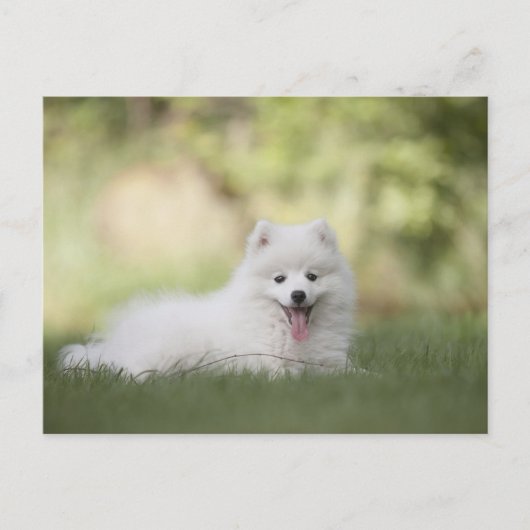 Fluffy White Keeshond Puppy Postkarte (Vorderseite)