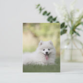 Fluffy White Keeshond Puppy Postkarte (Stehend Vorderseite)