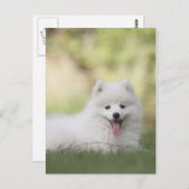 Fluffy White Keeshond Puppy Postkarte (Vorne/Hinten)