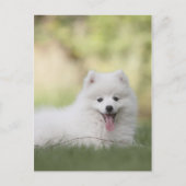 Fluffy White Keeshond Puppy Postkarte (Vorderseite)