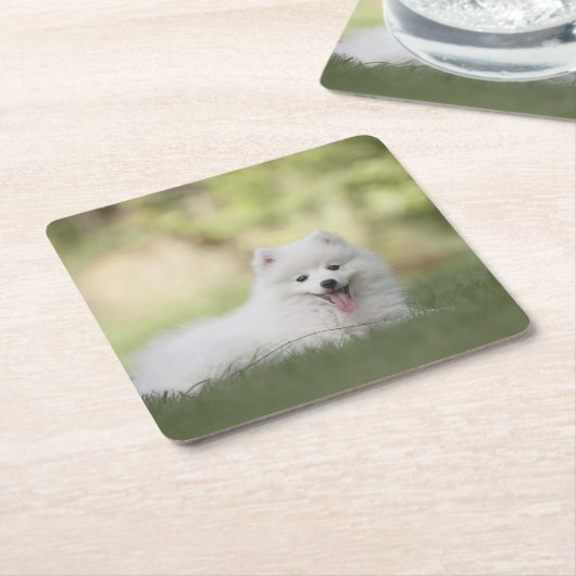 Fluffy White Keeshond Puppy Rechteckiger Pappuntersetzer (angewinkelt)