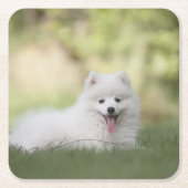 Fluffy White Keeshond Puppy Rechteckiger Pappuntersetzer (Vorderseite)