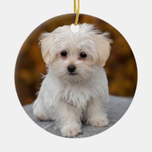 Fluffy White Maltese Puppy Dog Keramik Ornament (Vorne)