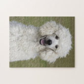 Fluffy White Poodle Puppy Dog Puzzle (Horizontal)