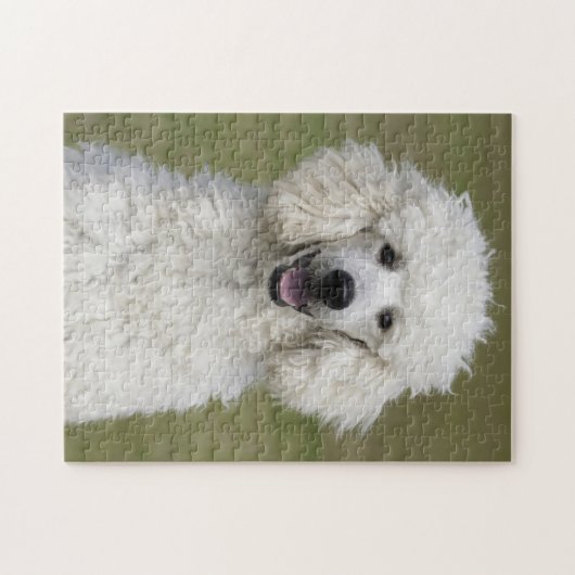 Fluffy White Poodle Puppy Dog Puzzle (Horizontal)
