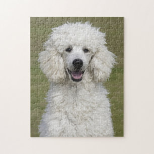 Fluffy White Poodle Puppy Dog Puzzle