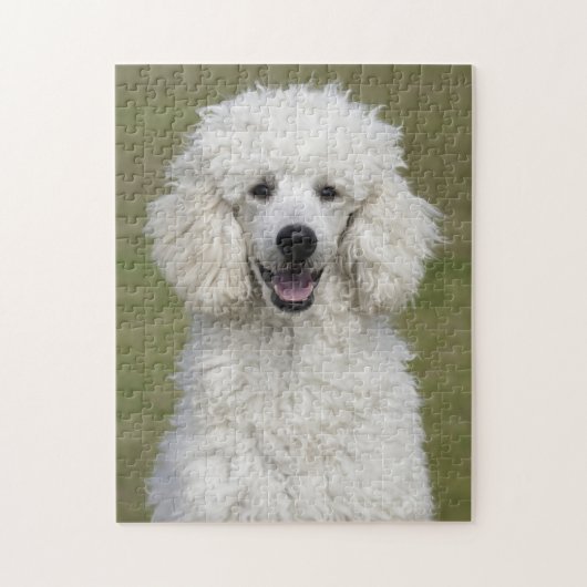 Fluffy White Poodle Puppy Dog Puzzle (Vertikal)