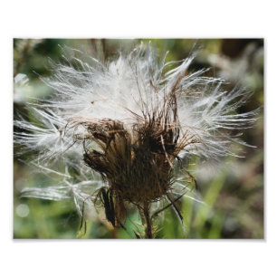 Fluffy White Thistle Seeds 10x8 Nature Print Fotodruck