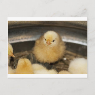 Fluffy Yellow Baby Chick Postkarte